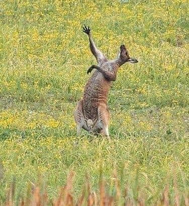 Kangaroo
